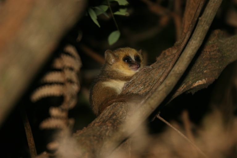 Indraindray Dia Sarotra Ho An’ny Olona Ny Mino Fa Ny Zara Ala Kely Tahaka An’Ankafobe Dia Mbola Manana Biby Sy Zava Maniry Tena Betsaka. Hita Eto Amin’ny Sary Ny “mouse Lemur” Mipetraka Any, Izay Karazany Mbola Tsy Voafaritra Mihitsy. Sary Nalain’i Hery Andrianiantefana.