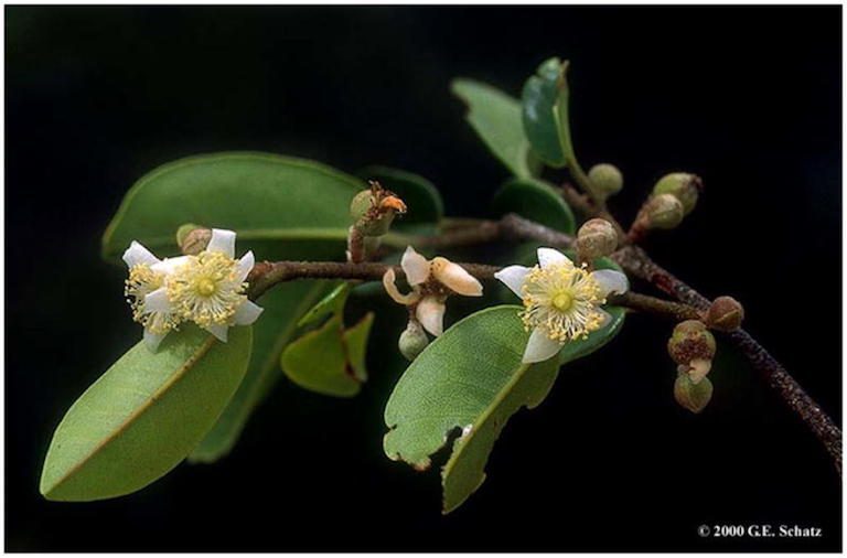 Sohisika 200 Hatramin’ny 300 Fototra Sisa No Tavela Ka Afaka Mamony Sy Mamoa. Sary Nalain’i George Schatz.