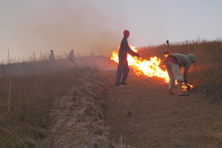 Isaky Ny Tonga Ny Fotoan’ny Main Tany, Ny Mpikambana Ao Amin’ny VOI Sohisika Dia Miezaka Manakana Ny Afo Hatrany, Amin’ny Alalan’ny Aro Afo Manodidina Ny Faritra Arovana. Sary Nahazoana Alalana Avy Amin’ny Missouri Botanical Garden.