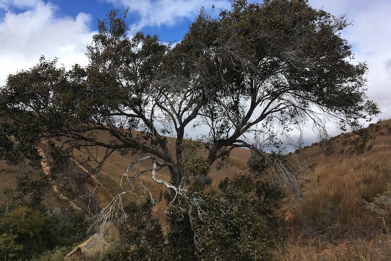 Eny An Tampoketsa, Ny Sohisika (Schizolaena Tampoketsana) Dia Maniry Miolakolaka Sady Toa Efa Lanaky Ny Rivotra, Ary Atsasaky Ny Tena Tokony Ho Halavany No Ahavony Manamorona Ny Korian Drano Kely Feno Ala. Sary Nalain’i Rowan Moore Gerety Ho An’ny Mongabay.