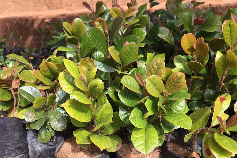 Zanaka Sohisika Maniry Ao Amin’ny Toerana Natokana Hikarakarana Ny Zanak’hazo Ao An Tanàna. Sary Nalain’i Rowan Moore Gerety Ho An’ny Mongabay.