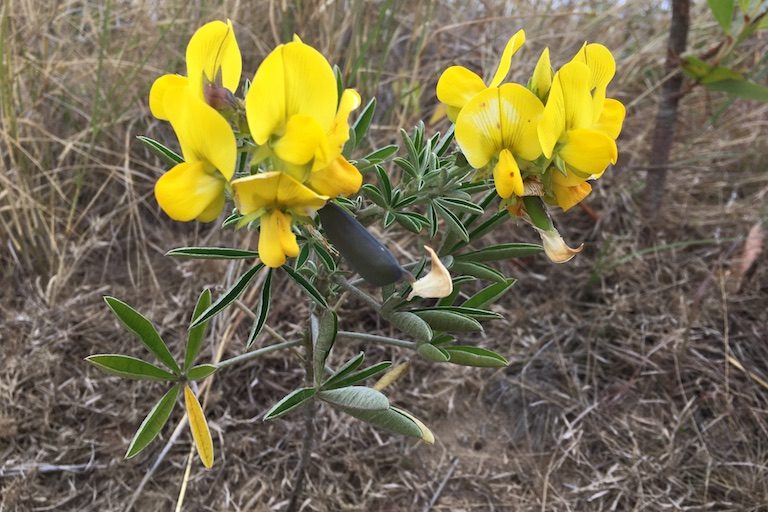 Ny “Crotalaria Retusa” Dia Zava Maniry Hambolena Ho "zezika Maitso" Mba Hihazonana Ny “azote” Ao Amin’ny Nofon Tany Sady Ho Fanampiana Amin’ny Fambolen Kazo Amin’ny Alalan’ny Hazo Eo An Toerana Ihany. Sary Nalain’i Rowan Moore Gerety Ho An’ny Mongabay.