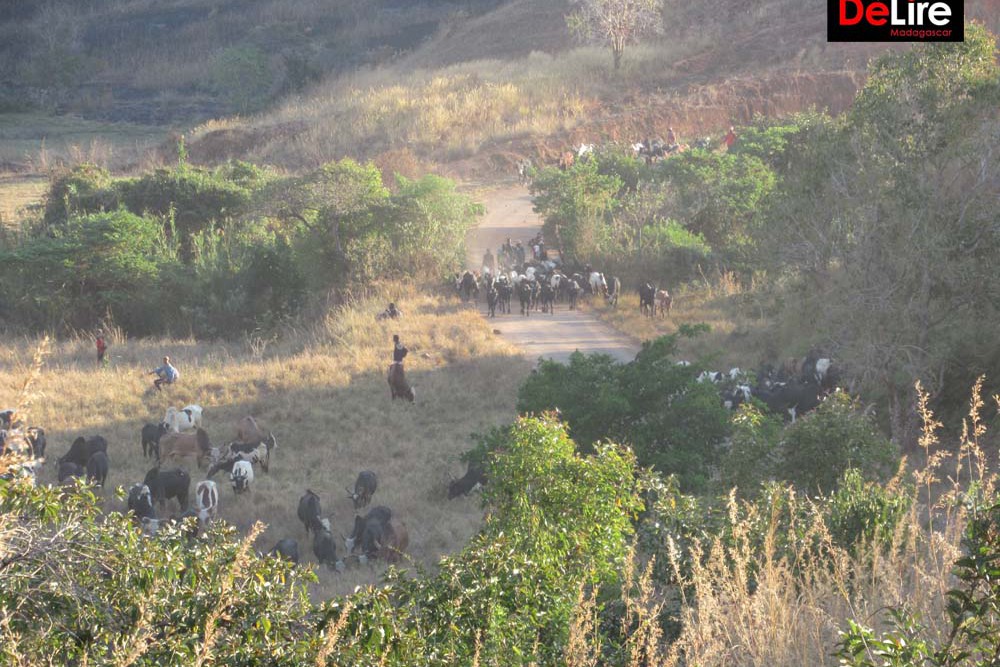 DAHALO - BETSIPOLITRA 1