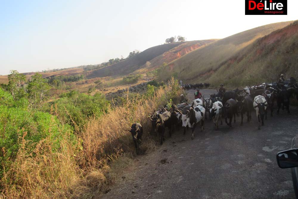 DAHALO - BETSIPOLITRA 3