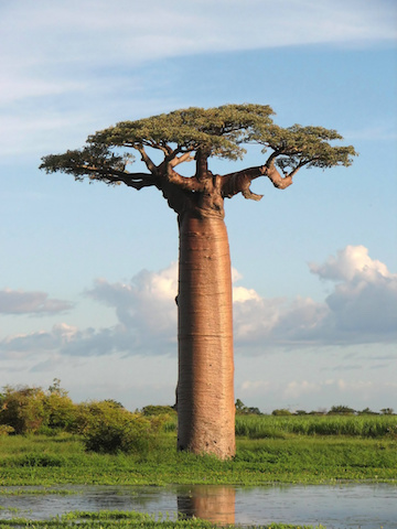 Baobaba