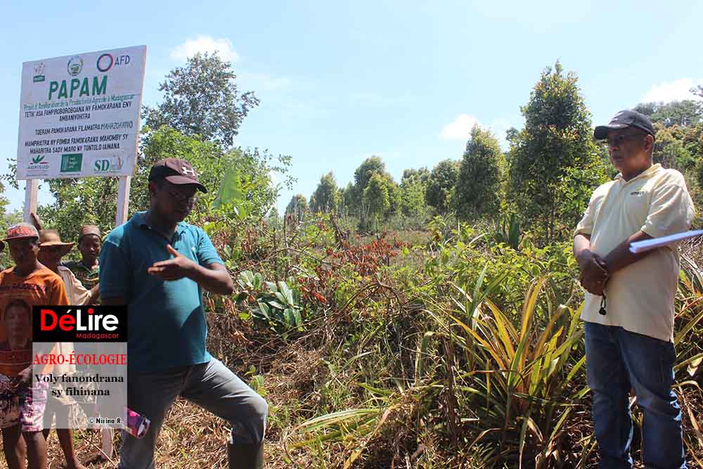 GSDM - farafanagana 2