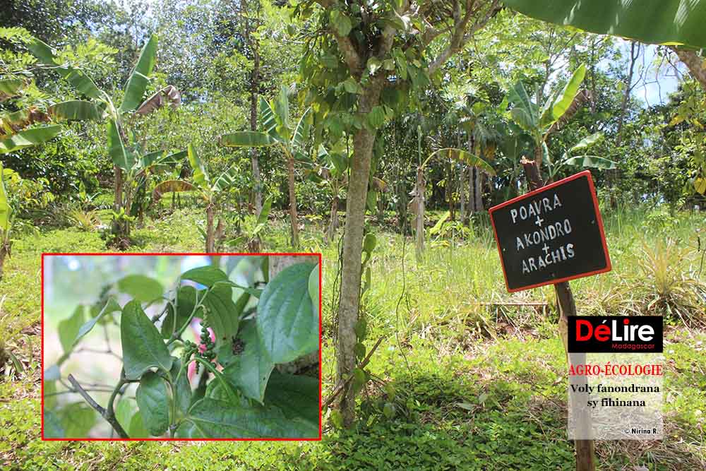 GSDM - farafanagana 3